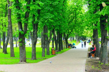 Şehir Parkı mesire yolu banklar ve büyük yeşil ağaçlar