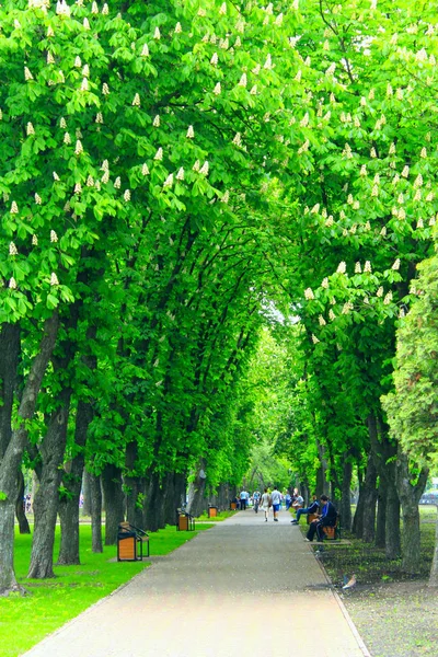 Parque da cidade com bancos de calçadão e grandes árvores verdes — Fotografia de Stock