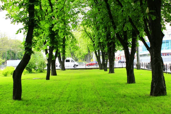 lawn in the city park with big green trees