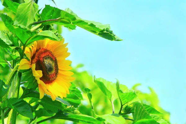 Соняшник, що росте на фермі — стокове фото