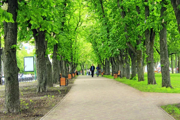 Parque de la ciudad con bancos de ruta de paseo marítimo y grandes árboles verdes — Foto de Stock