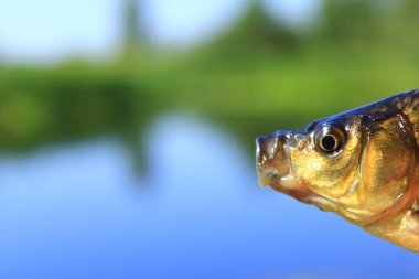 Prusya sazan baş ve metin için boş yer