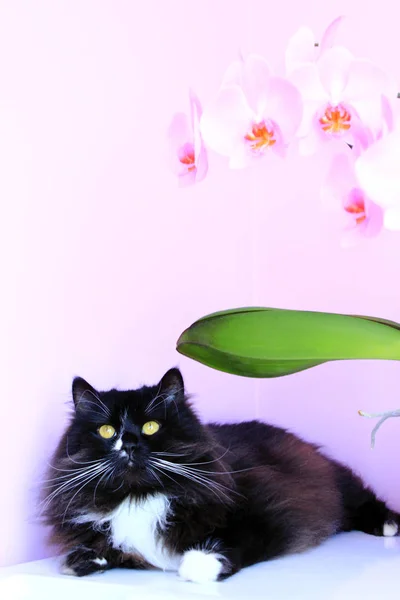 Черный кот и розовые орхидеи на заднем плане — стоковое фото