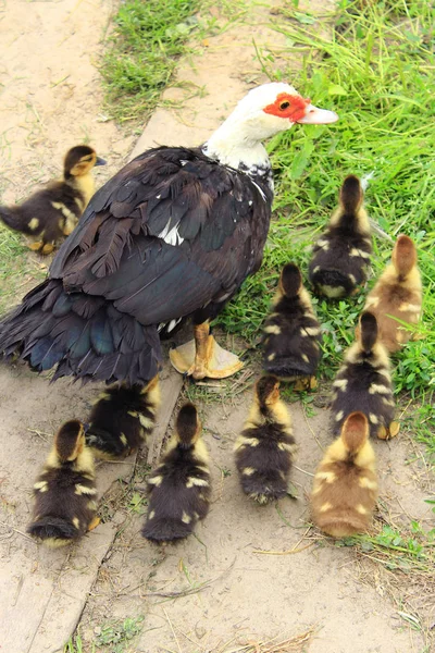 Canard musqué poule aux canetons dans la volaille — Photo