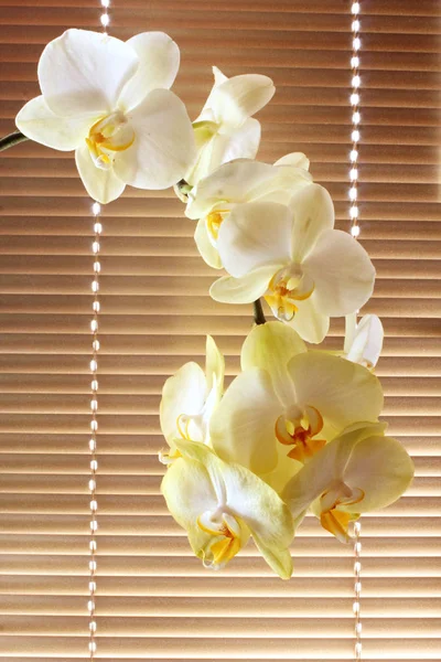 Bílá orchidej zadávací — Stock fotografie