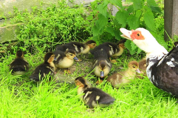 Gallina de pato moscovita con patitos en la hierba —  Fotos de Stock