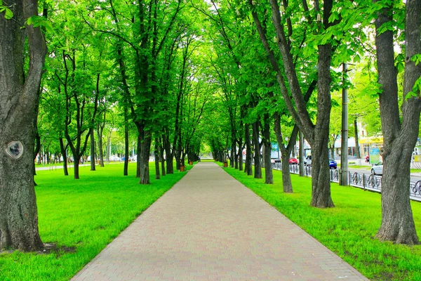 Piękny park z wielu zielonych drzew i ścieżki — Zdjęcie stockowe