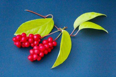 schisandra kırmızı meyveler