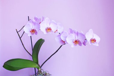 Orkide leylak odasında