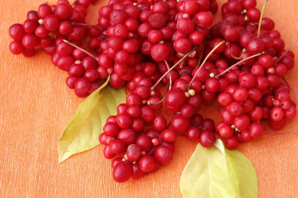 Red berries of schisandra — Stock Photo, Image