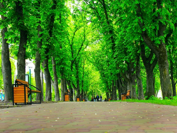 Şehir Parkı mesire yolu banklar ve büyük yeşil ağaçlar
