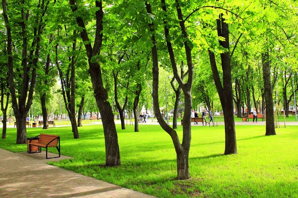 Şehir park banklar ve büyük yeşil ağaçlar ile — Stok fotoğraf