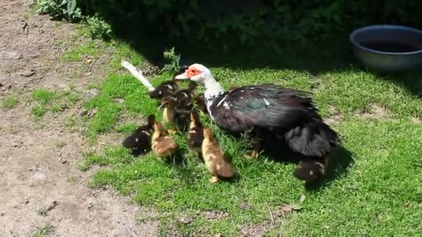 Barbarijse eenden kip met kuikens in het pluimvee — Stockvideo