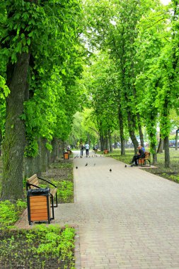 patika Park büyük ağaçlar ile