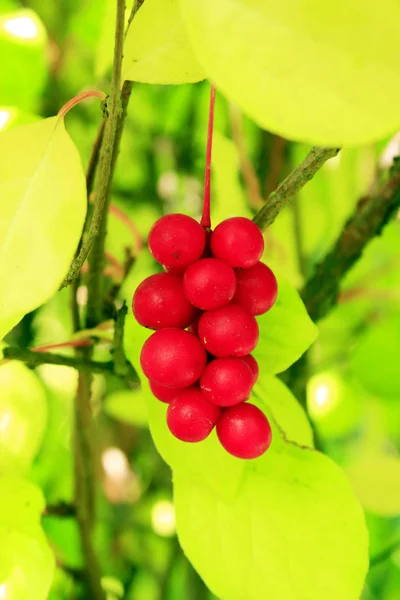 Schisandra rot auf den Zweigen — Stockfoto