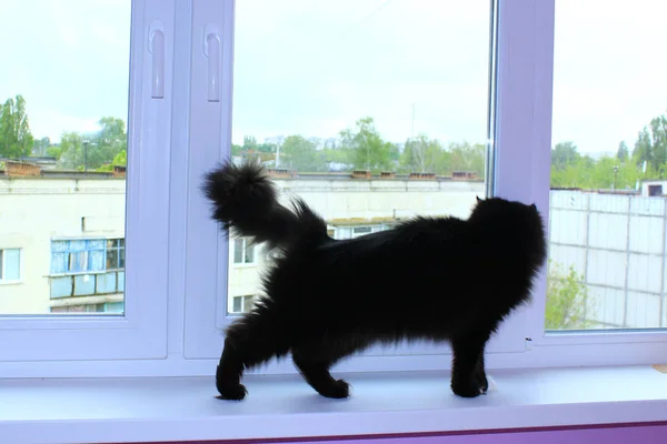 Черная кошка ходит по подоконнику — стоковое фото