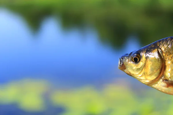 River'ın arka plan kafasına Prusya sazan — Stok fotoğraf