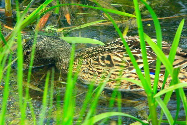 Duck Gadwall on the water in the bushes — Stock Photo, Image