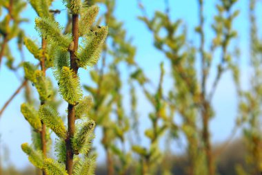 willow Bahar Dalı