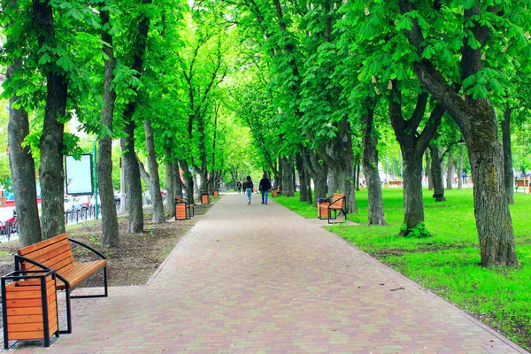 Městský park s lavičkami cestu promenáda a velké zelené stromy — Stock fotografie