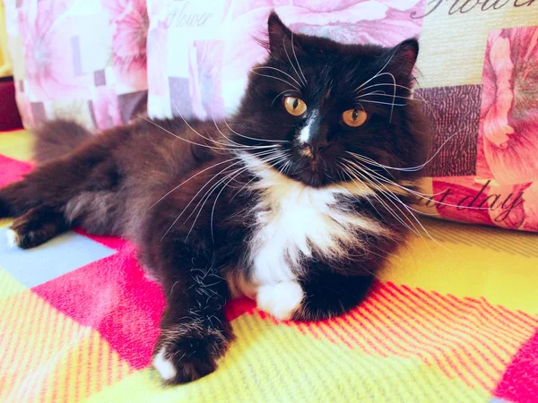 Perezoso negro gato se encuentra en el color sofá —  Fotos de Stock