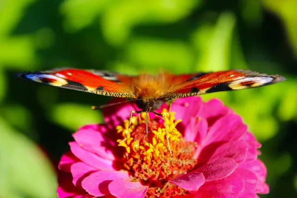 Ζίννια το μάτι πεταλούδα παγώνι — Φωτογραφία Αρχείου