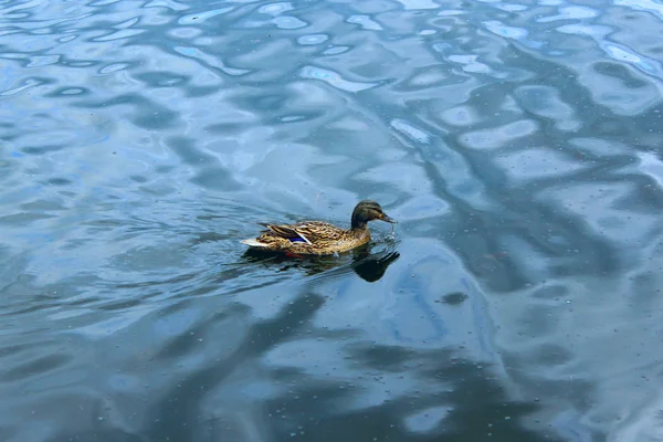 Duck Gadwall on the water — Stock Photo, Image