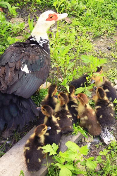 Canard musqué poule avec des canetons aller dans la volaille — Photo