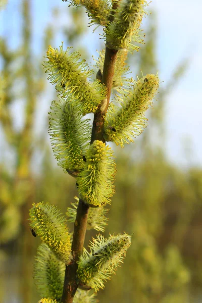 Branche de saule au printemps — Photo