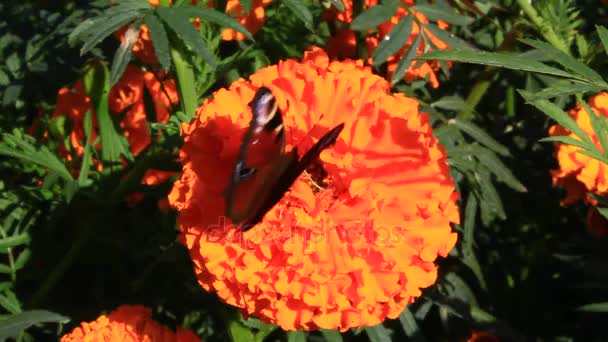 Peacock eye on the marigolds — Stock Video