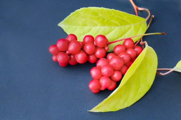 Koyu arka plan üzerinde schizandra meyveler — Stok fotoğraf