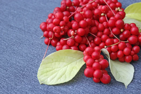 Red berries of schisandra — Stock Photo, Image