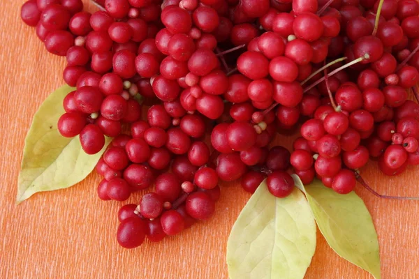 Berries of schisandra — Stock Photo, Image