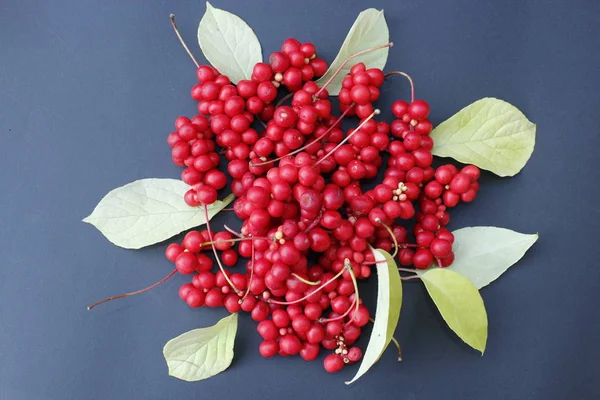 Red berries of schisandra — Stock Photo, Image