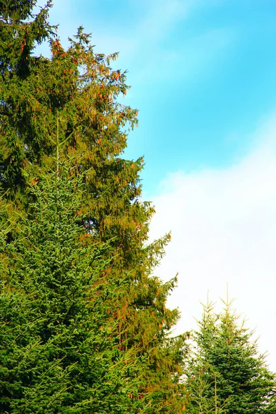Abeto verde y cielo —  Fotos de Stock