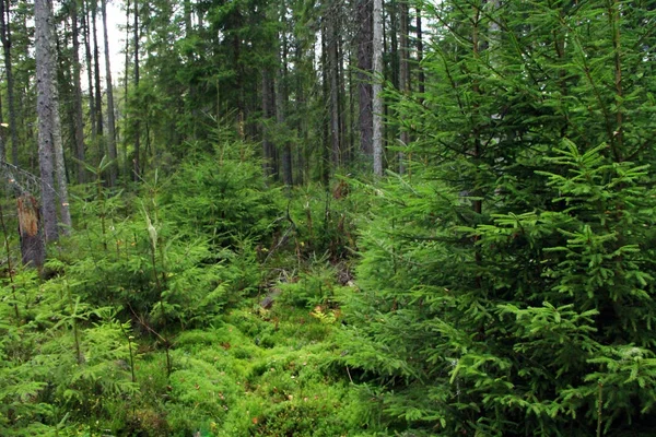 Bosque verde con árboles de pelaje — Foto de Stock