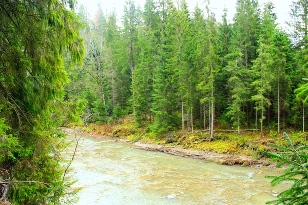 Гірська річка в лісі Карпатських гір — стокове фото