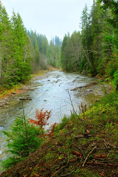 Rivière montagneuse dans la forêt des Carpates — Photo