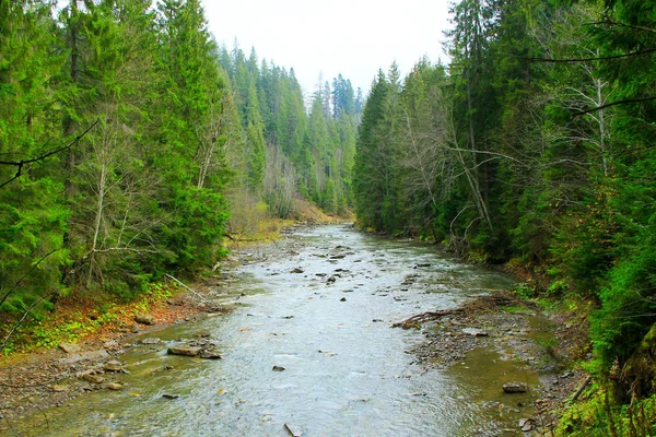 Bergachtige rivier in het forest van de Karpaten — Stockfoto