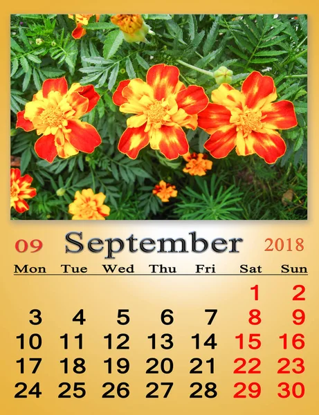 Calendar for September 2018 with photo of marigolds — Stock Photo, Image