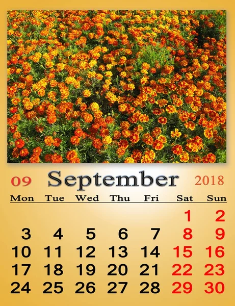 Календар на вересень 2018 року з фотографією чорнобривців — стокове фото