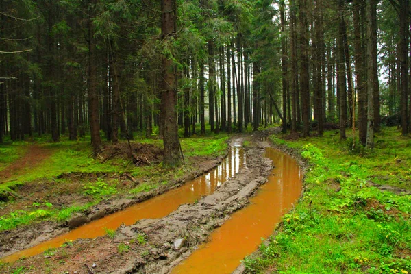 Road with dirt and large pools in the forest — Stock Photo, Image
