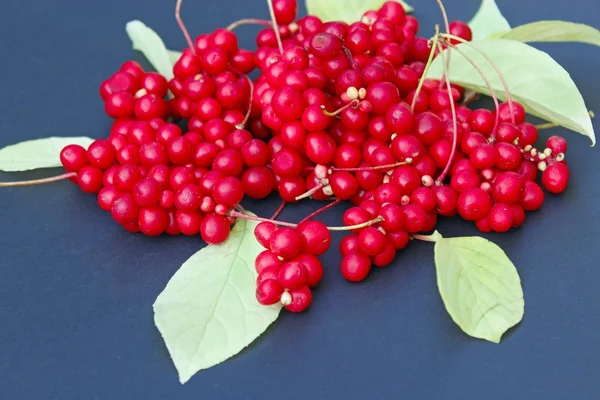 Red berries of schisandra — Stock Photo, Image