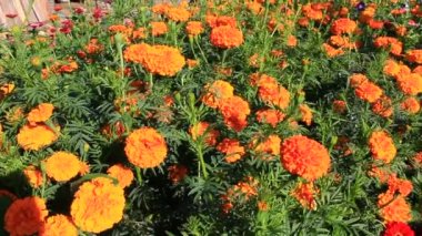 güzel çiçekler marigolds marigolds ve Aster bahçede