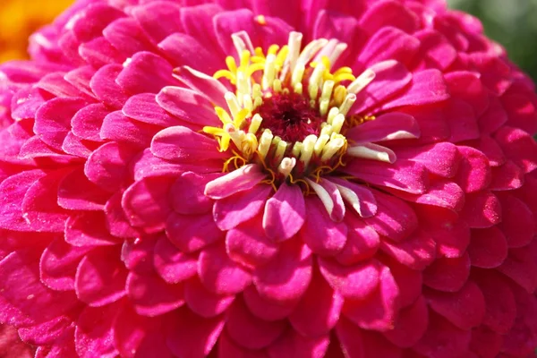 Macro de flor de zinnia — Fotografia de Stock