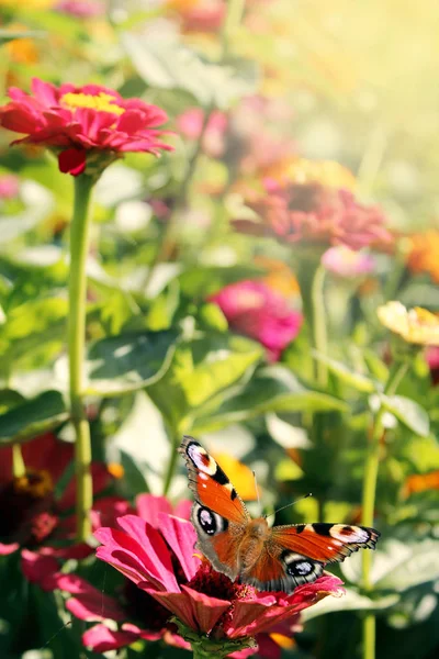 Павлин глаз бабочки сидит на циннии — стоковое фото