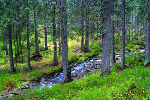 Az erdő a hegyvidéki folyó — Stock Fotó