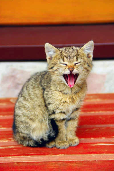 Gatinhos cinzentos bocejos de largura abriu a boca — Fotografia de Stock