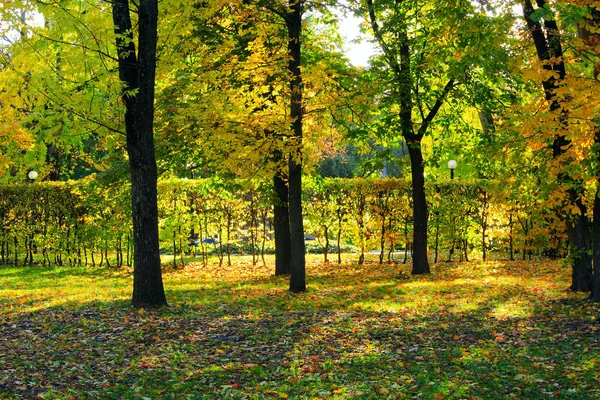 Autumn park with yellow trees — Stock Photo, Image