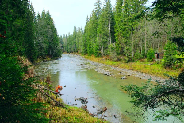 Rivière montagneuse dans la forêt des Carpates — Photo